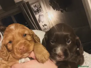 Cocker Spaniel dogs Well bred Working cocker bitches - Advert 1