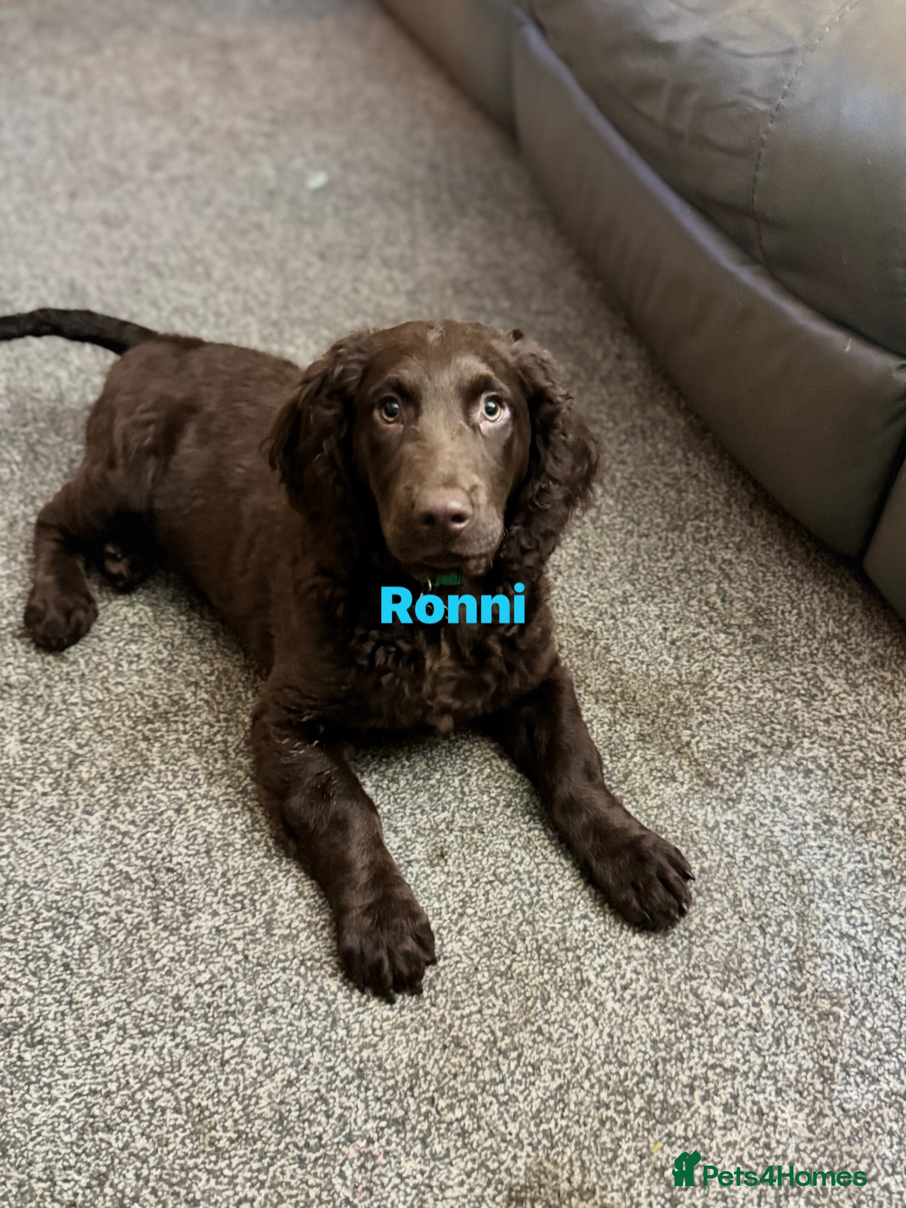 Cocker Spaniel dogs Mum, Dad and pup - Advert 2