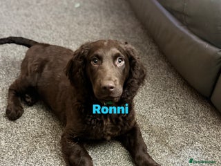 Cocker Spaniel dogs Mum, Dad and pup - Advert 3