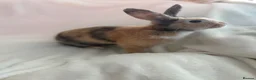 Harlequin rabbits for sale: English spot buck & harlequins  - Advert 1