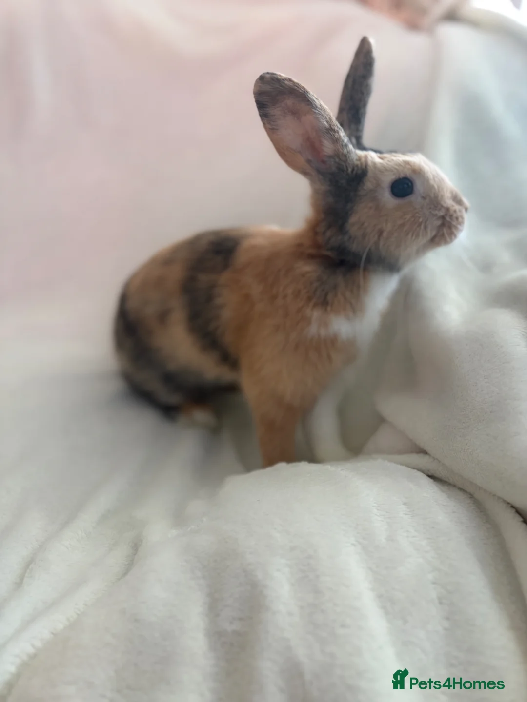 Harlequin rabbits for sale: English spot buck & harlequins  - Advert 1