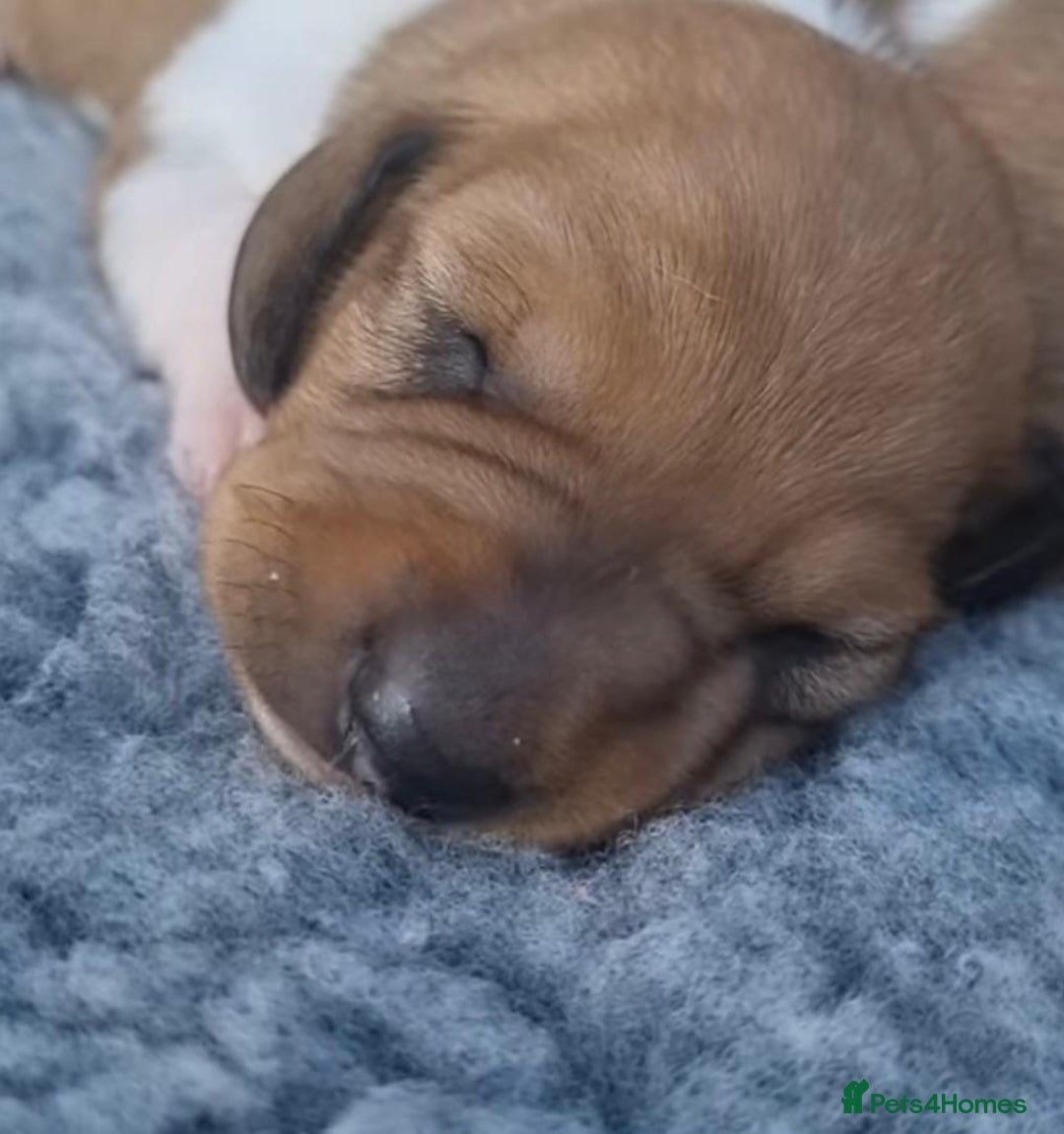 Dachshund dogs for sale: Dachshund Puppies - Image 13