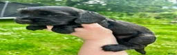 Cocker Spaniel dogs for sale: Show Cocker Spaniel Puppies for sale - Advert 5