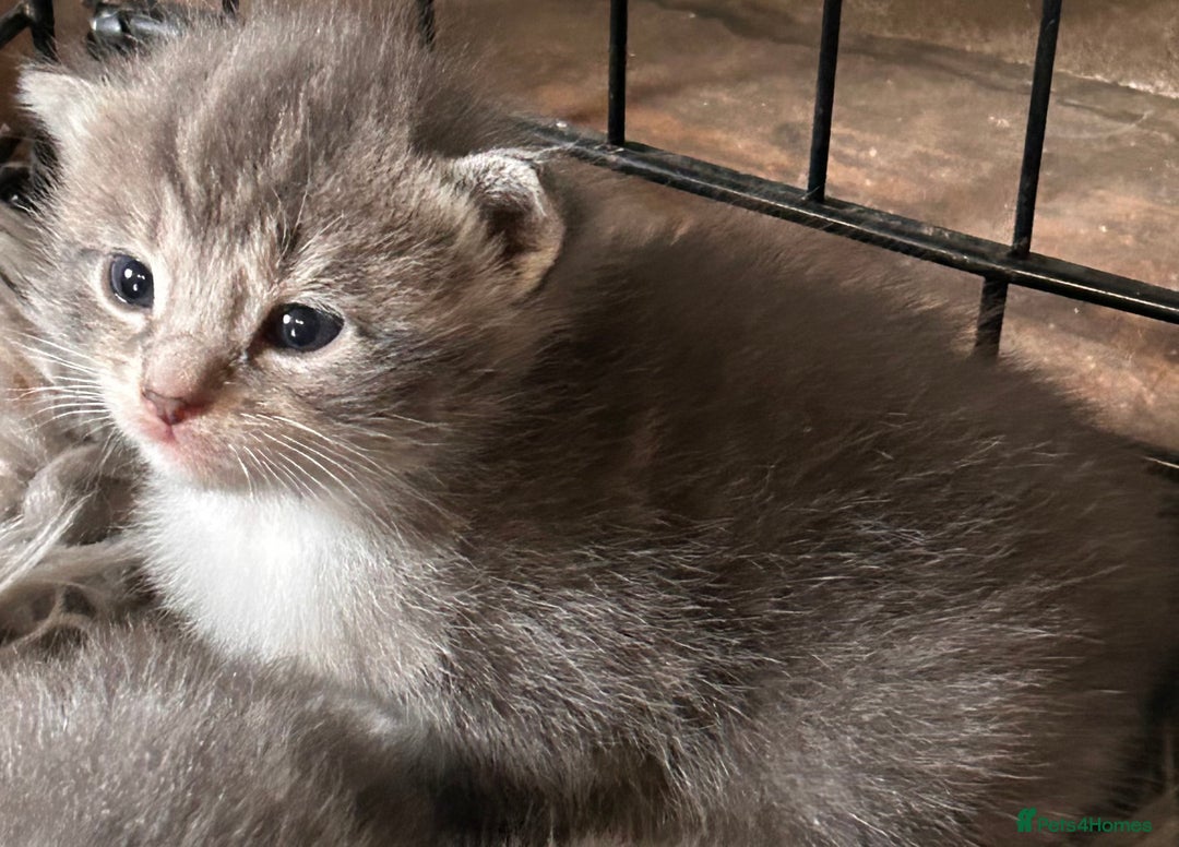 British Longhair cats for sale: British blue cross ragdoll kittens - Image 14