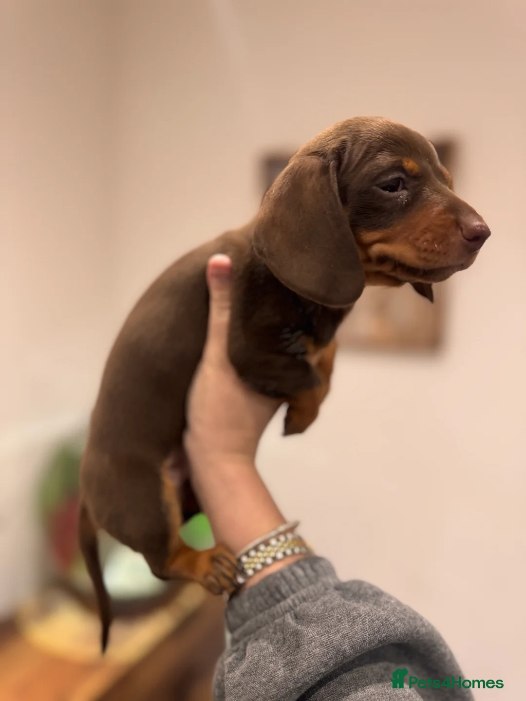 Miniature Dachshund dogs for sale: Miniature dachshund  - Advert 18