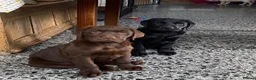 Labrador Retriever dogs for sale: Chunky Labrador Puppies - Advert 19
