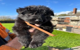 German Shepherd dogs for sale: Beautiful Litter of German Shepherd Puppies - Image 22