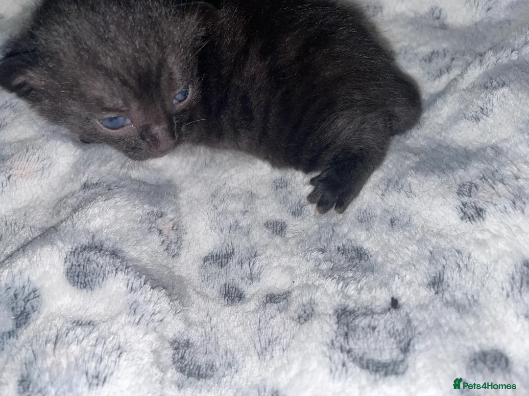 Mixed Breed cats for sale: Beautiful black kitten - Advert 24