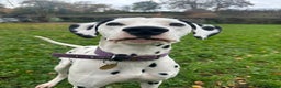 Dalmatian dogs for sale: Delightful Dalmation looking for Love - Advert 1