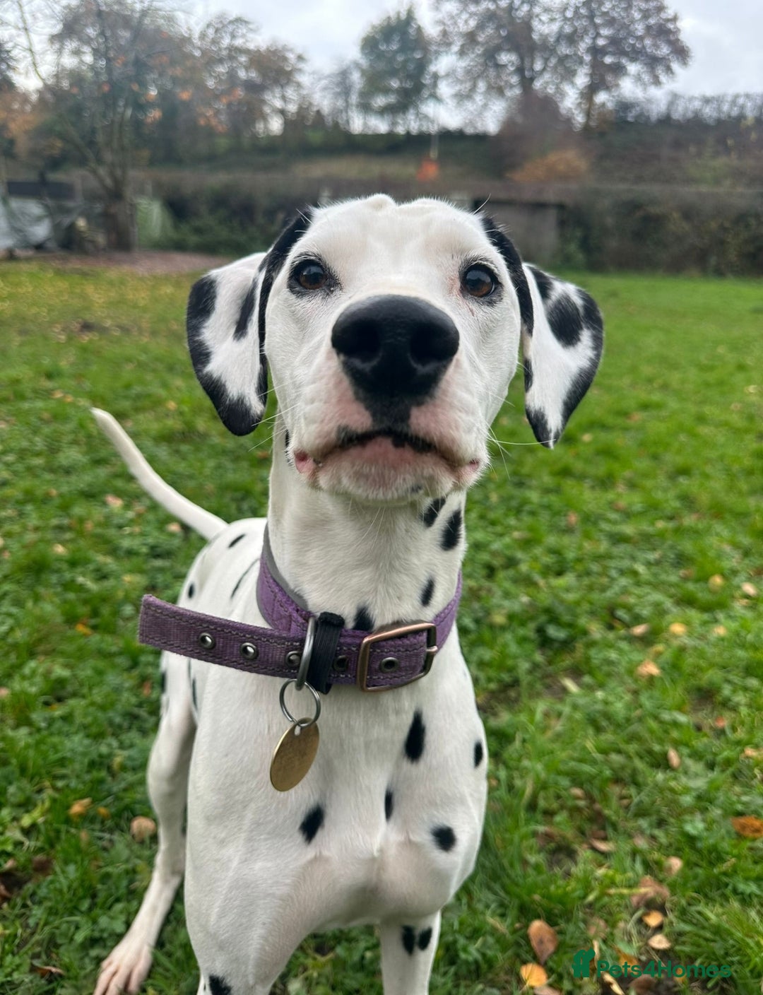 Dalmatian dogs for sale: Delightful Dalmation looking for Love - Advert 1