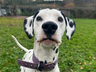 Dalmatian dogs Delightful Dalmation looking for Love - Advert 2