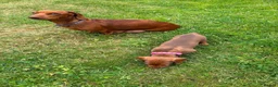 Miniature Dachshund dogs for sale: Beautiful Miniature Dachshunds 🐾 in Wednesbury - Advert 20