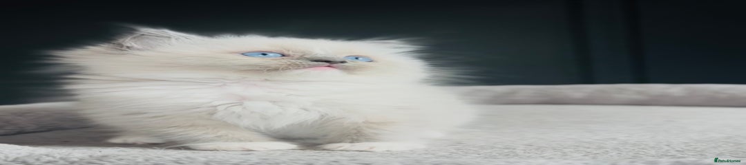 Ragdoll Kitten 1