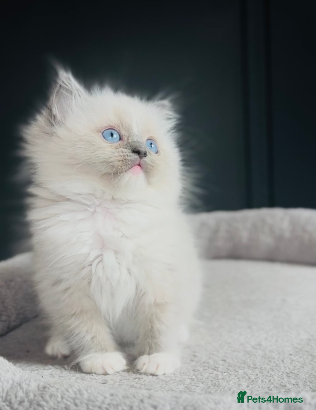 Ragdoll cats for sale: Champion bloodline,full pedigree last Ragdoll boy  - Image 2