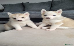 Siberian Husky dogs for sale: Best Quality Siberian Husky Puppies in Scotland - Image 25