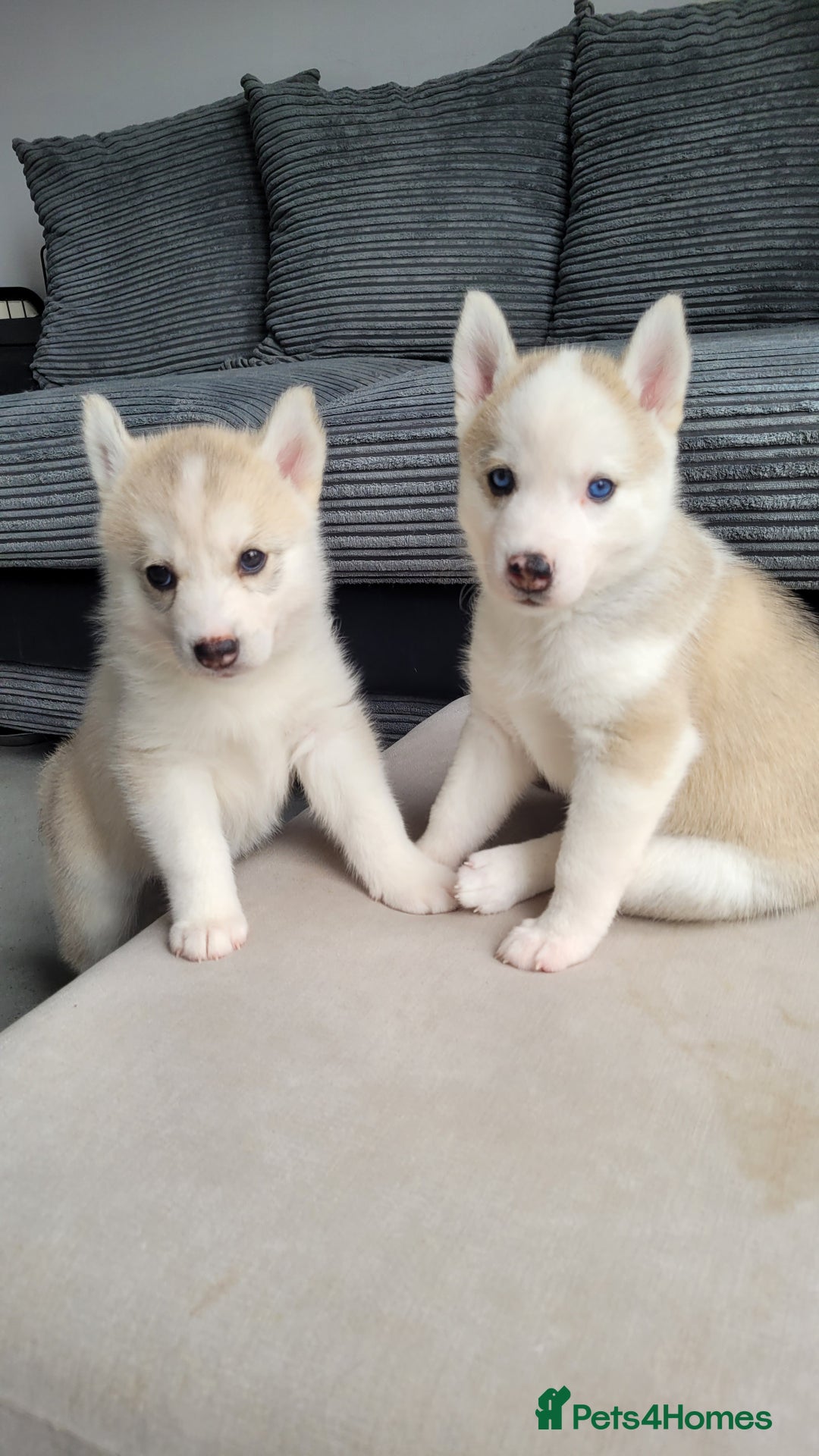 Siberian Husky dogs for sale: Best Quality Siberian Husky Puppies in Scotland - Image 25