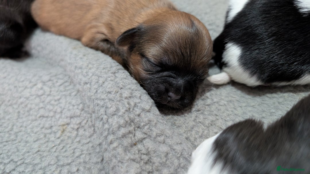 Shih Tzu dogs for sale: KC reg puppies LAST GIRL LEFT  - Advert 3