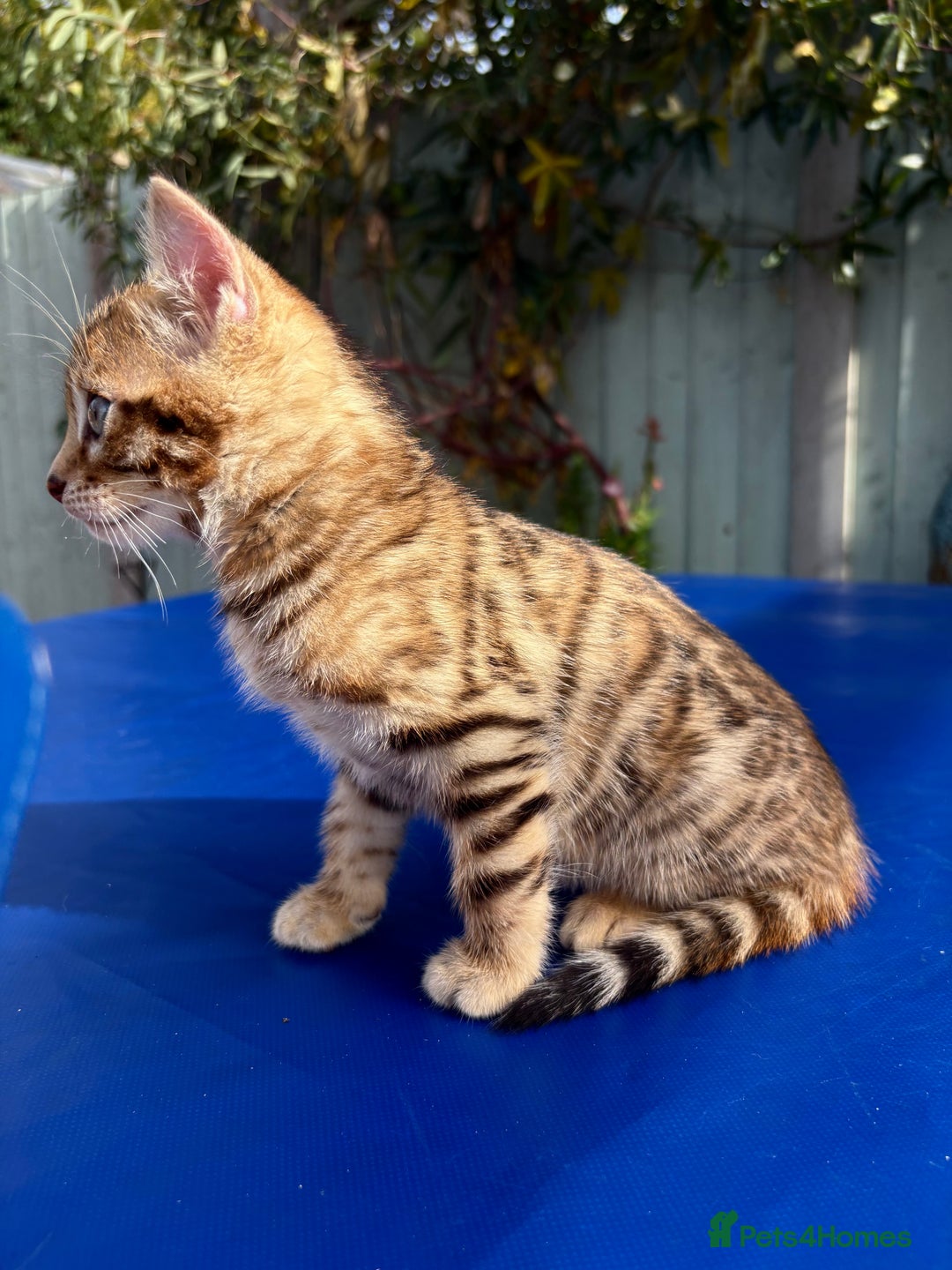 Keetso cats for sale: Stunning golden keetsos  - Image 32