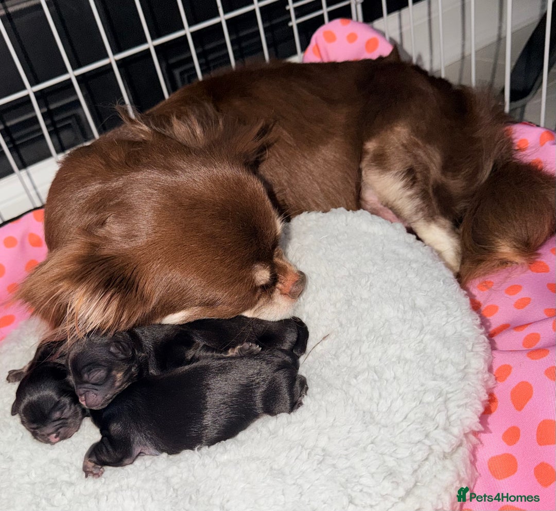 Chihuahua dogs for sale: Russian long coat chihuahua  - Advert 5