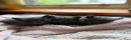 British Shorthair cats for sale: British Shorthair Kittens in Pentraeth - Advert 7