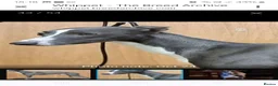 Whippet dogs for stud: Classy Smart Blue Boy 19.5tts.Sportingbred. - Advert 3