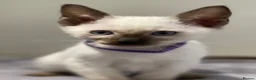 Siamese cats for sale: GCCF Registered Traditional Siamese Kittens.  - Advert 31