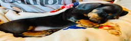Miniature Dachshund dogs for sale: Miniature Dachshund puppies 🐶  - Advert 3