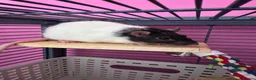 Rat rodents for sale: 2 Female Hooded Rats with Critter Nation Cage - Advert 5