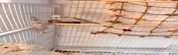 Budgerigars birds for sale:  Friendly Budgies – Bluey, Cip Nibble Large Cage  - Advert 4
