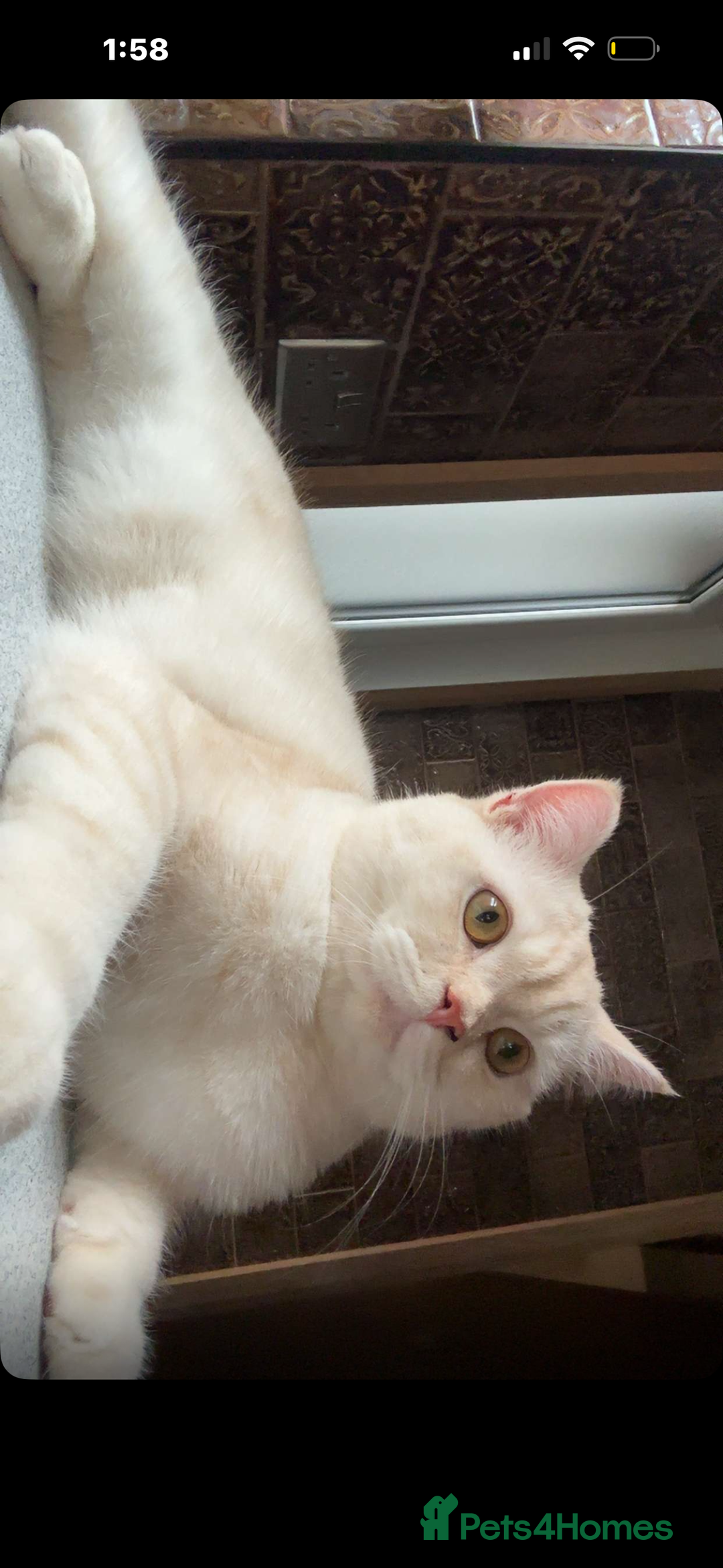 British Shorthair cats for sale: BRITISH SHORTHAIR X CHINCHILLA (FREE) - Advert 4