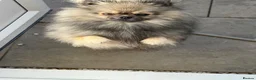 Pomeranian dogs for sale: Pomeranian MALE - ROCCO in Guildford - Advert 2