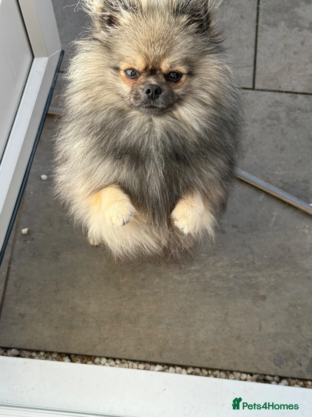 Pomeranian dogs for sale: Pomeranian MALE - ROCCO in Guildford - Advert 2