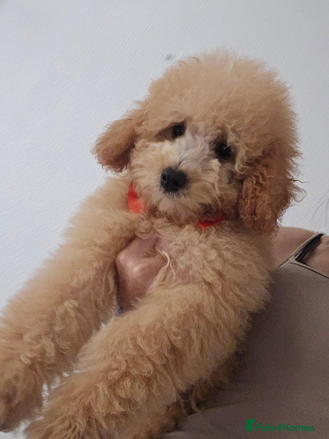 Goldendoodle dogs for sale: One boy left Goldendoodle - Image 1