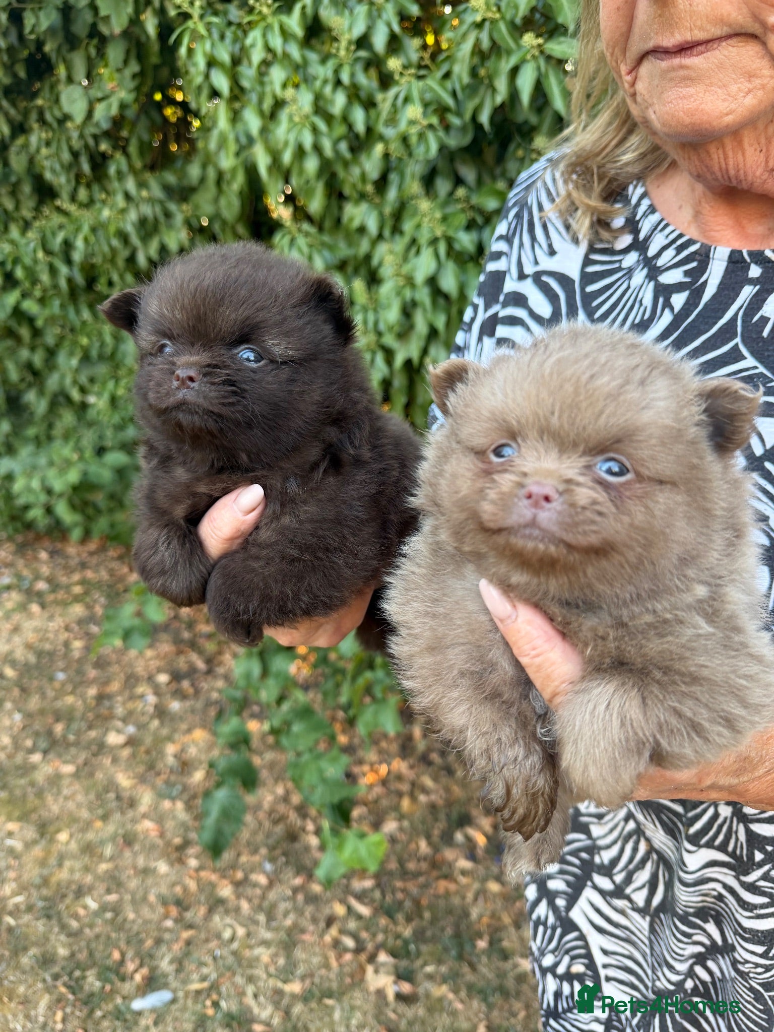 Pomeranian dogs BEAUTIFUL POMERANIAN PUPPIES - Advert 1