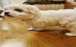 Maltese dogs for sale: Beautiful Maltese Puppies - Advert 4