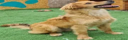 Golden Retriever dogs for adoption: Tally female.  - Advert 5