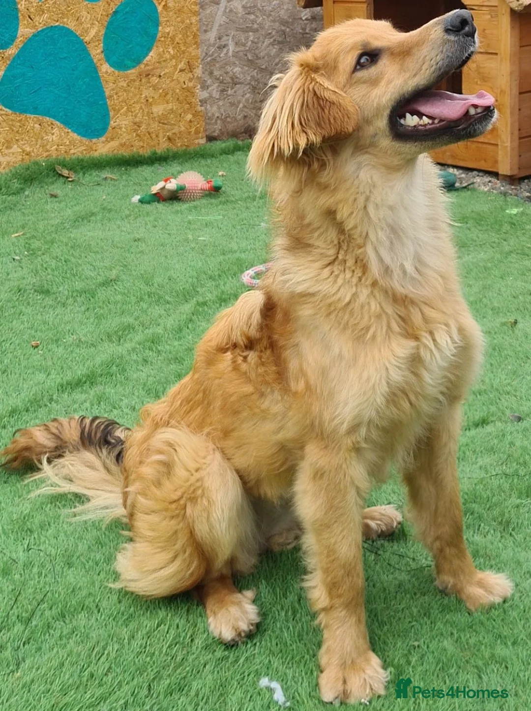 Golden Retriever dogs for adoption: Tally female.  - Advert 5