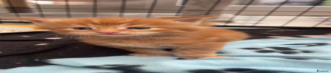 Loki