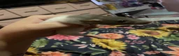 Rat rodents for sale: Baby rat  - Advert 2