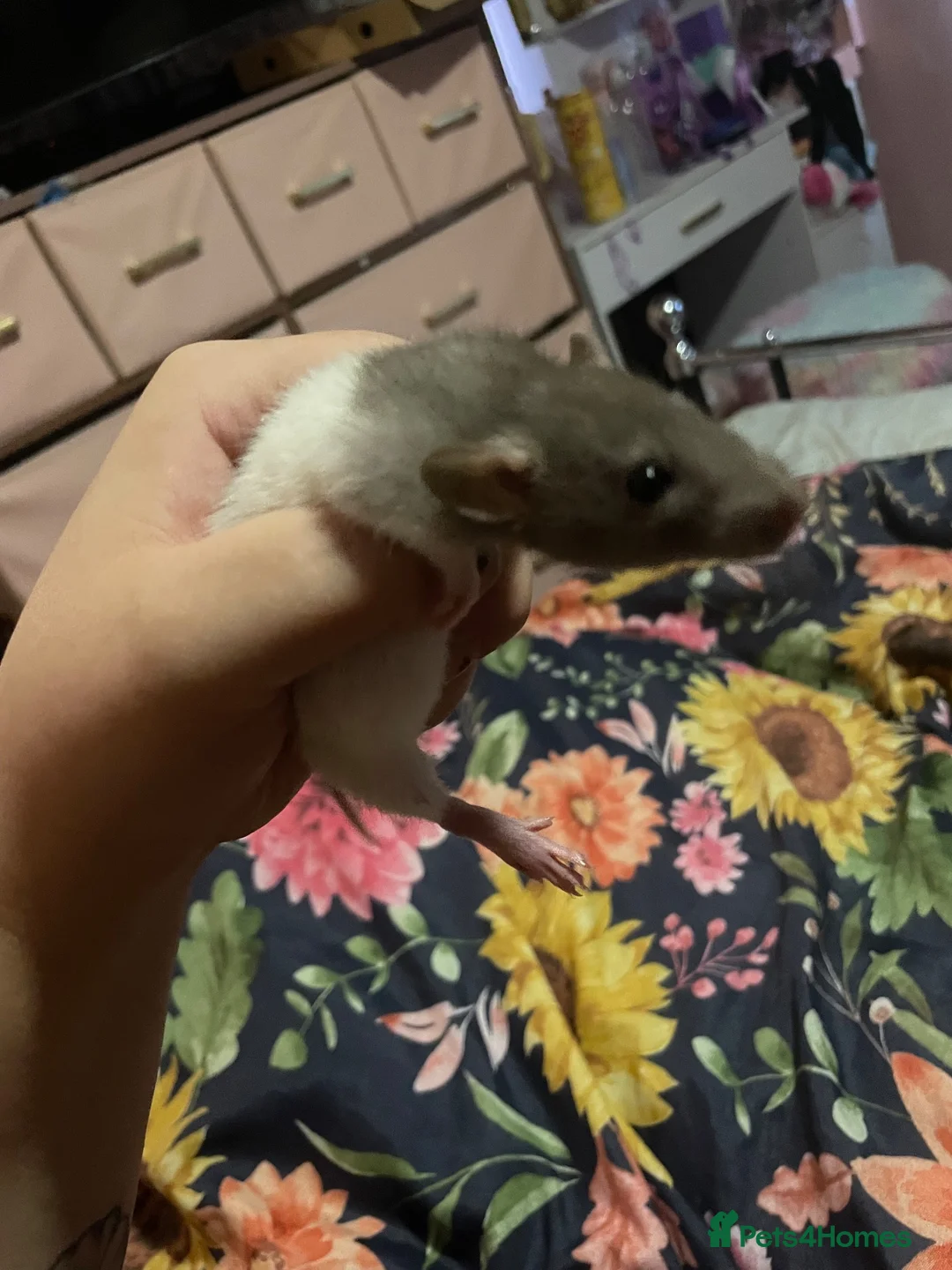Rat rodents for sale: Baby rat  - Advert 2