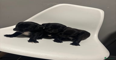 Sprocker dogs - Advert 14