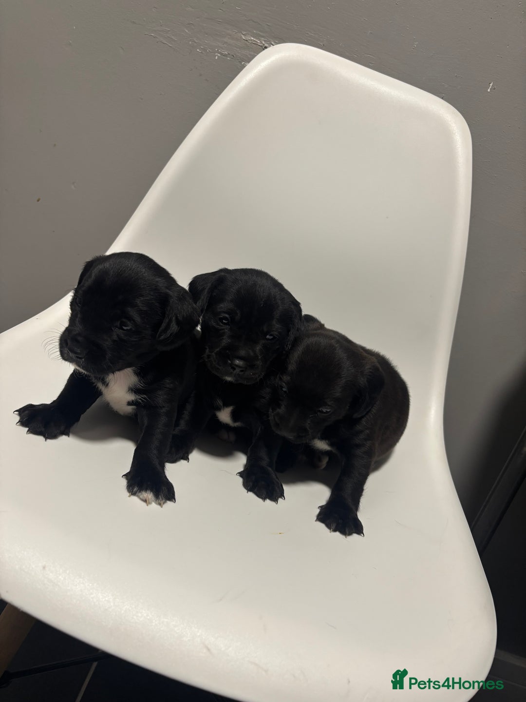 Sprocker dogs for sale: Sprocker puppy’s for sale  - Image 2