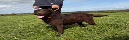 Labrador Retriever dogs for sale: Adult Bitch - Quality KC Chocolate Labrador  - Advert 5