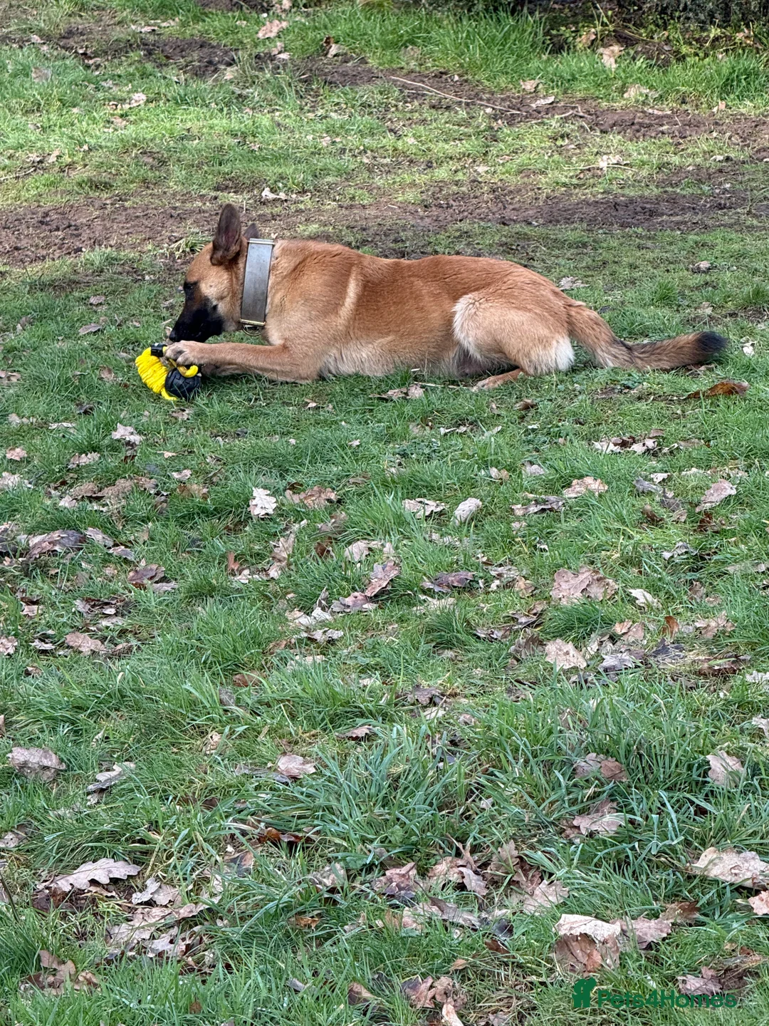 Mixed Breed dogs for sale: Beautiful friendly cane Corso crosses  - Advert 6