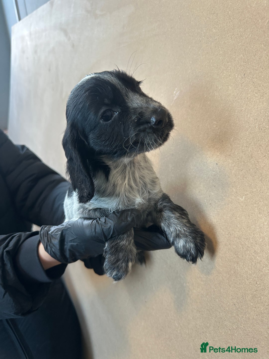 Cocker Spaniel dogs for sale: Cocker spaniel pups - Advert 6