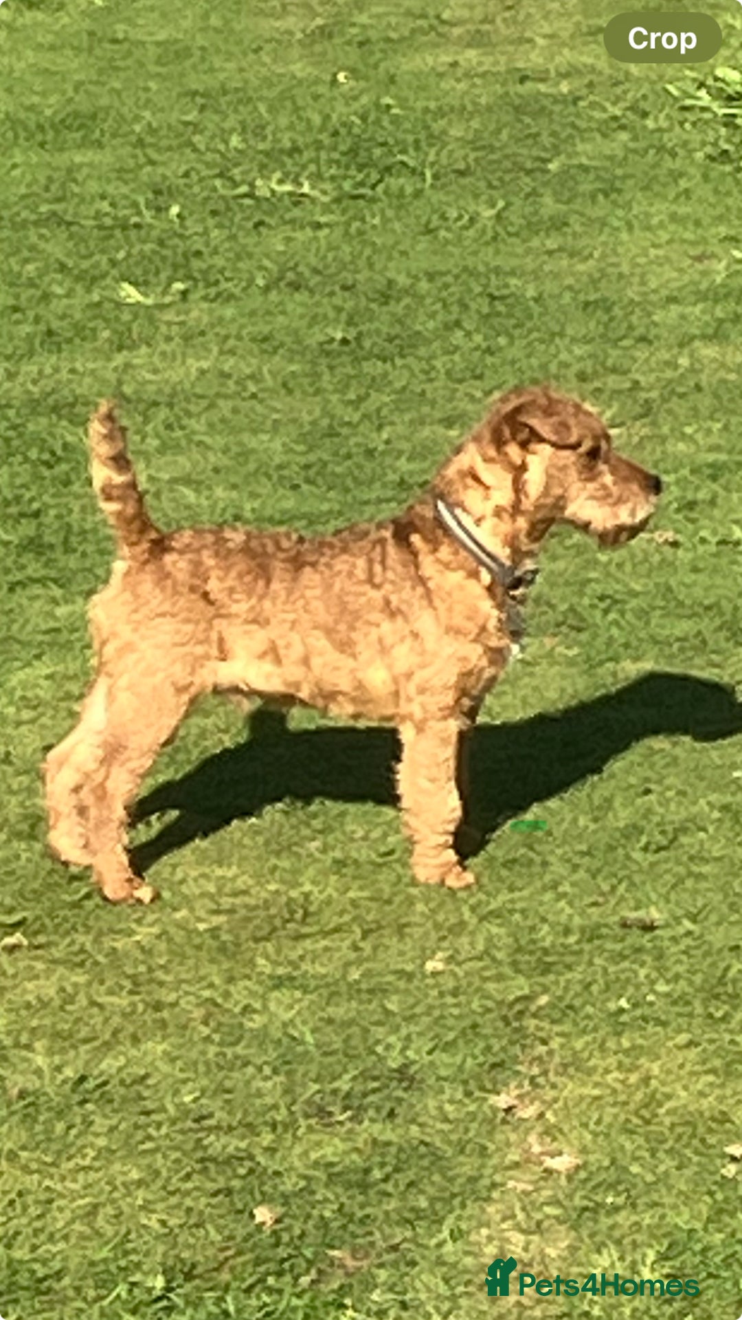Lakeland Terrier dogs for sale: Lakeland terrier  - Advert 3