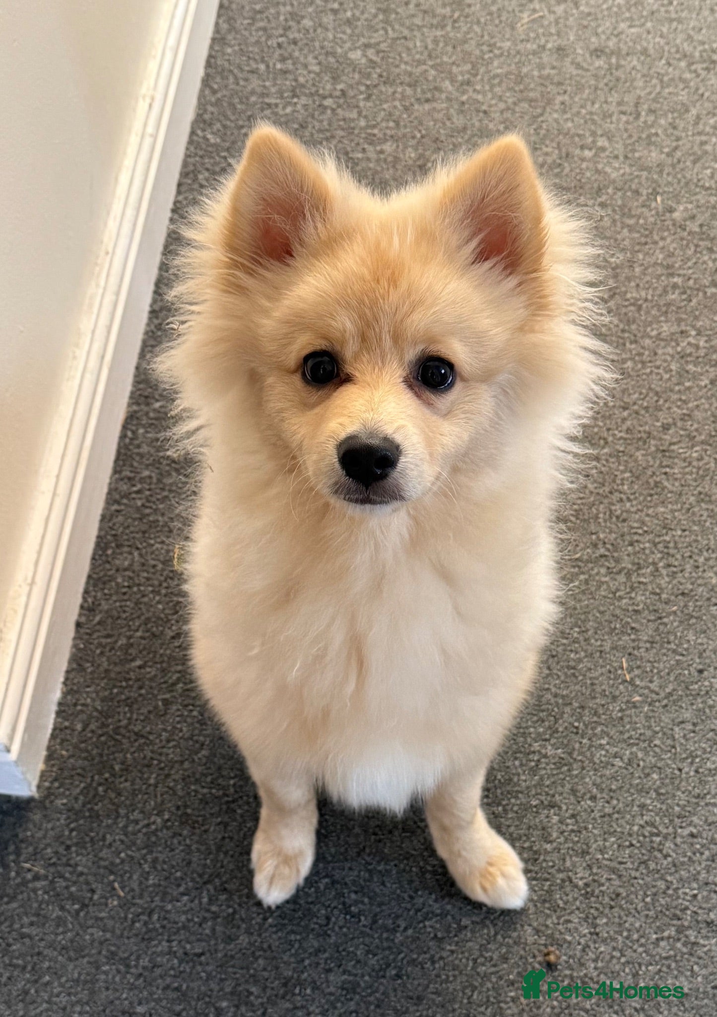 Pomeranian dogs Pomeranian 6 months old. 1 Male only  - Advert 17