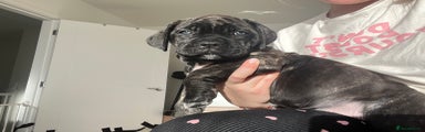 Cane Corso Puppy Pink