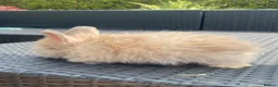 Angora rabbits for sale: Pure bred Angora bunnies £185 - Advert 11