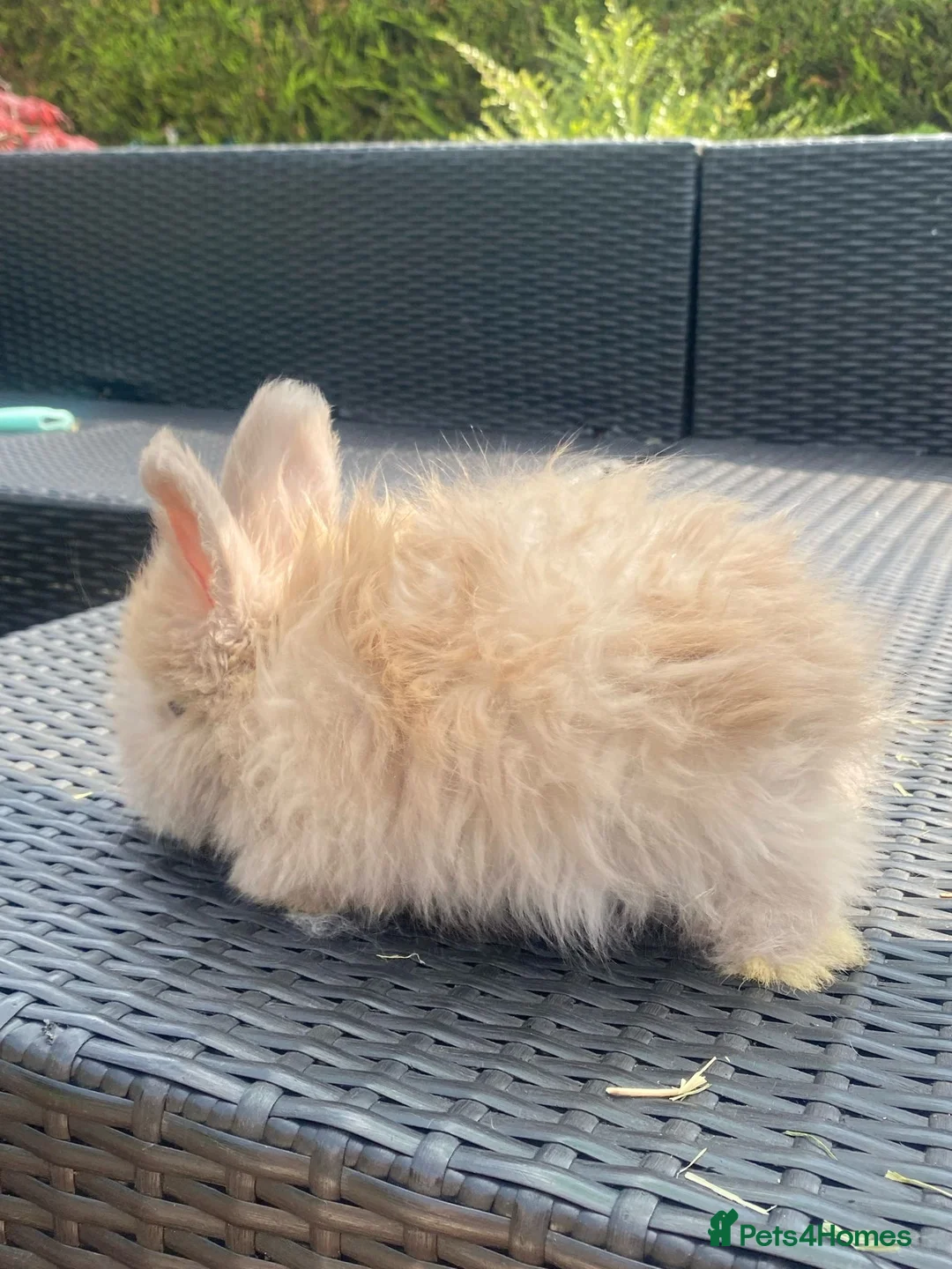 Angora rabbits for sale: Pure bred Angora bunnies £185 - Advert 11